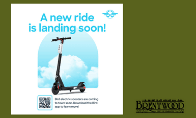 Brentwood Bird Scooters Web